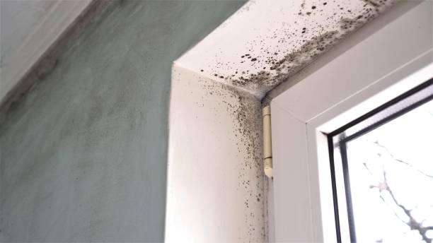 Professional Mold Removal in Elk Plain, WA